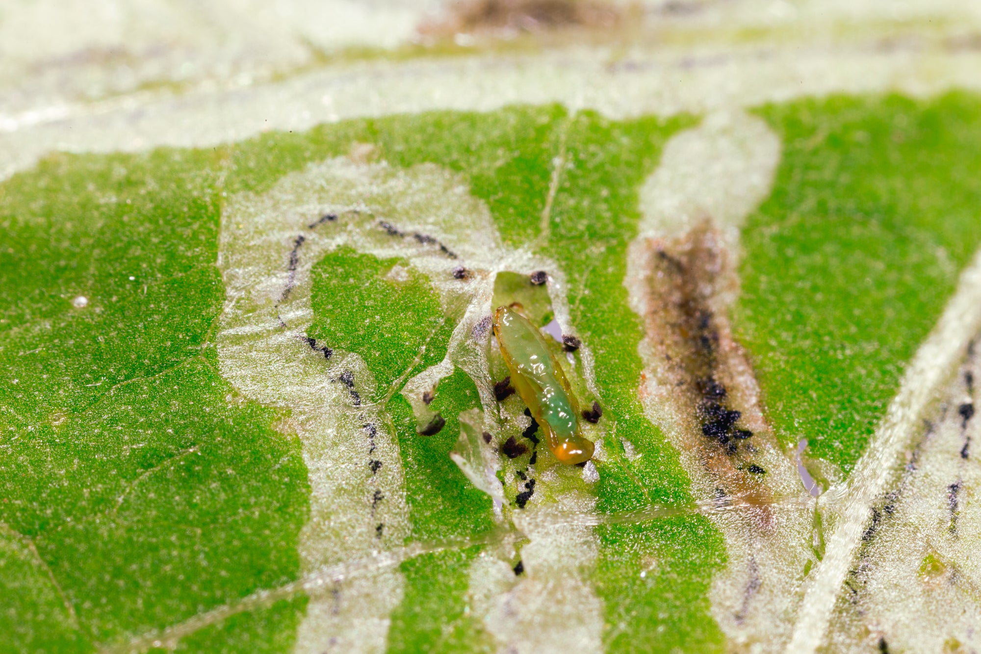 Leaf Miner Parasitic Wasp - Diglyphus isaea