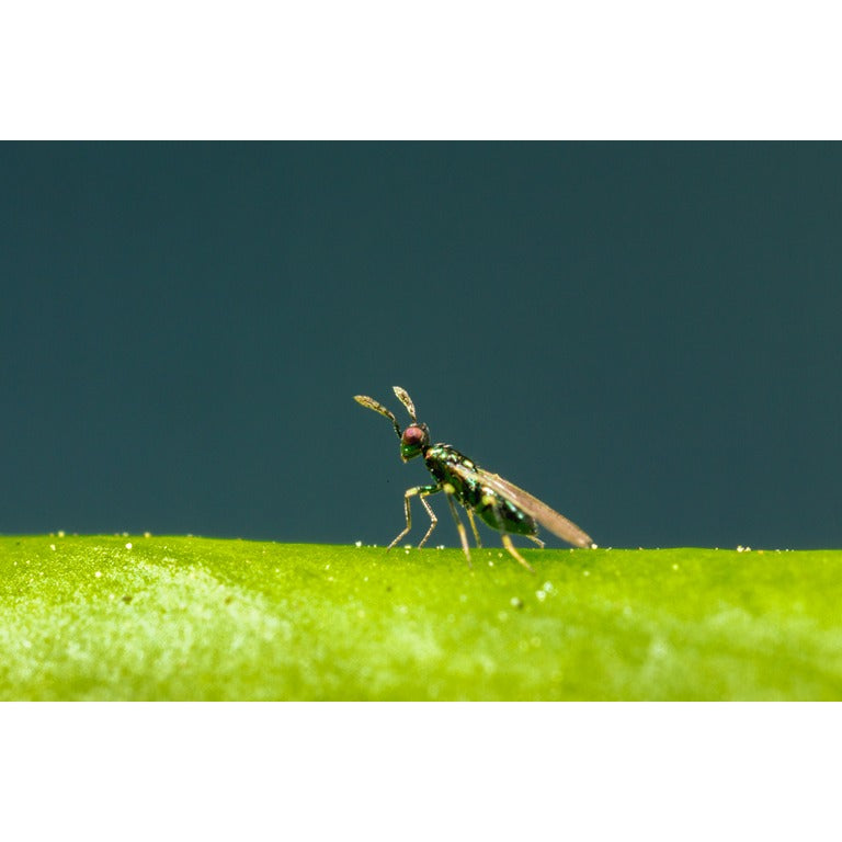Leaf Miner Parasitic Wasp - Diglyphus isaea