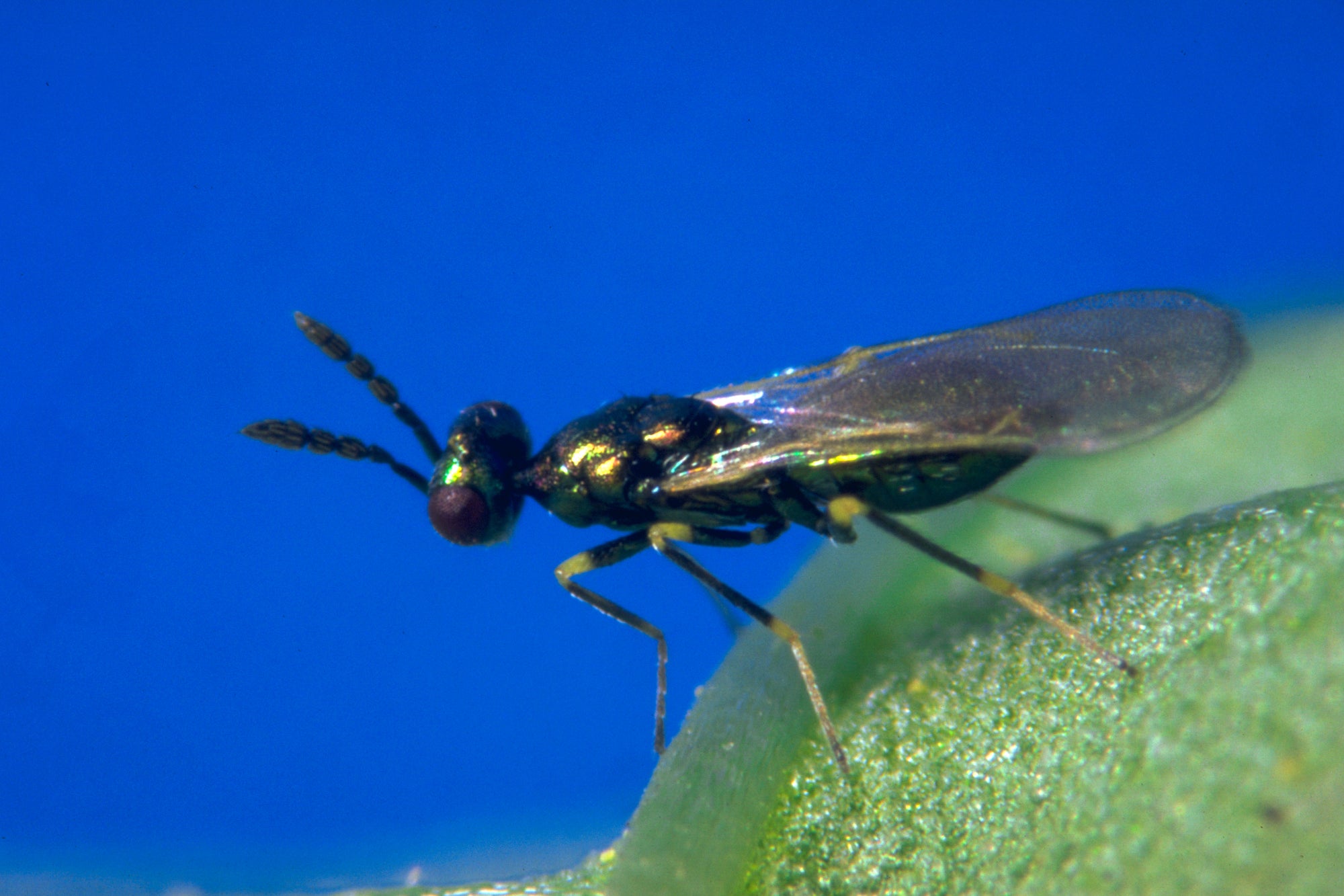 Leaf Miner Parasitic Wasp - Diglyphus isaea