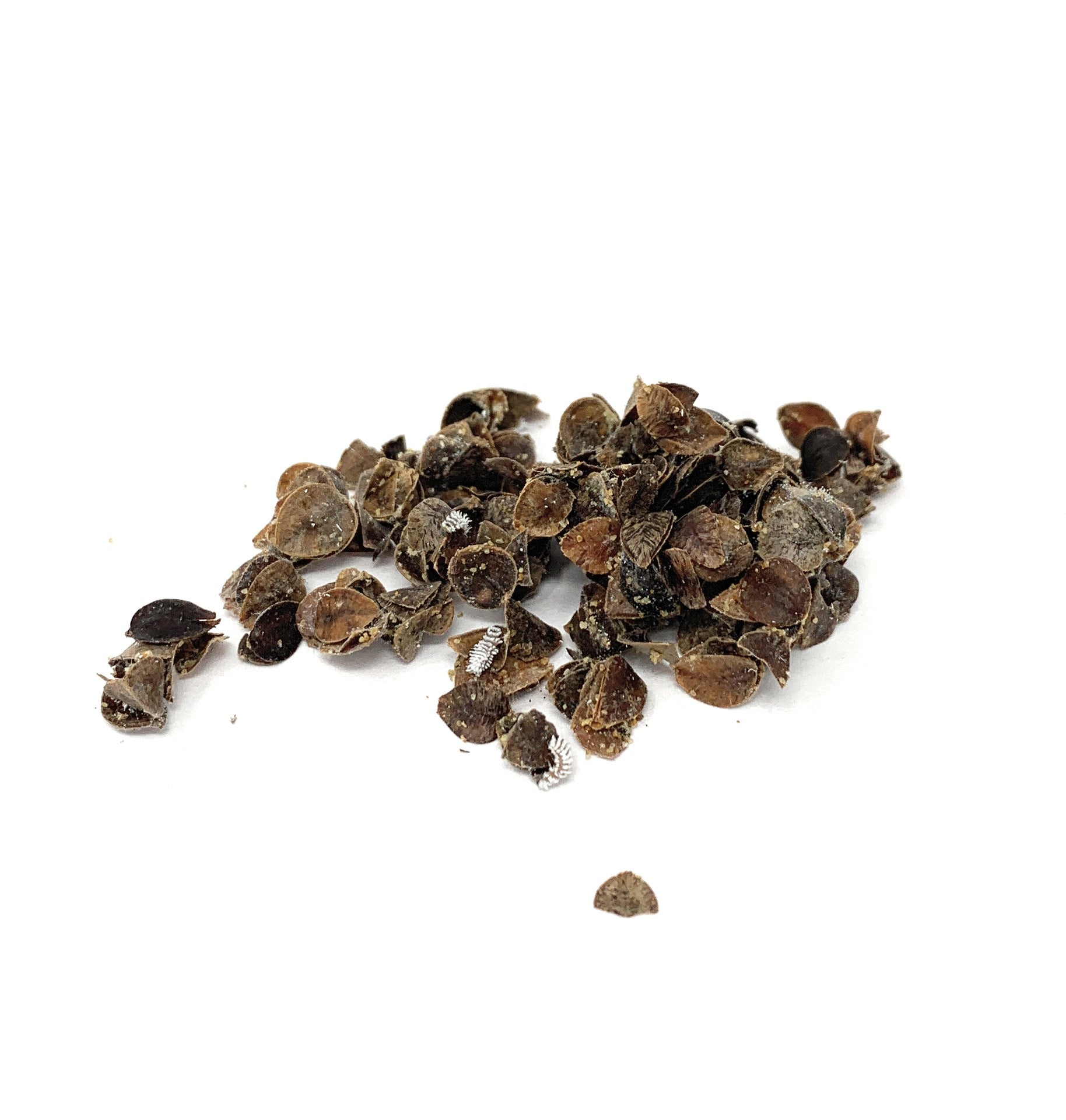 Mealybug Predator Larvae - Cryptolaemus montrouzieri