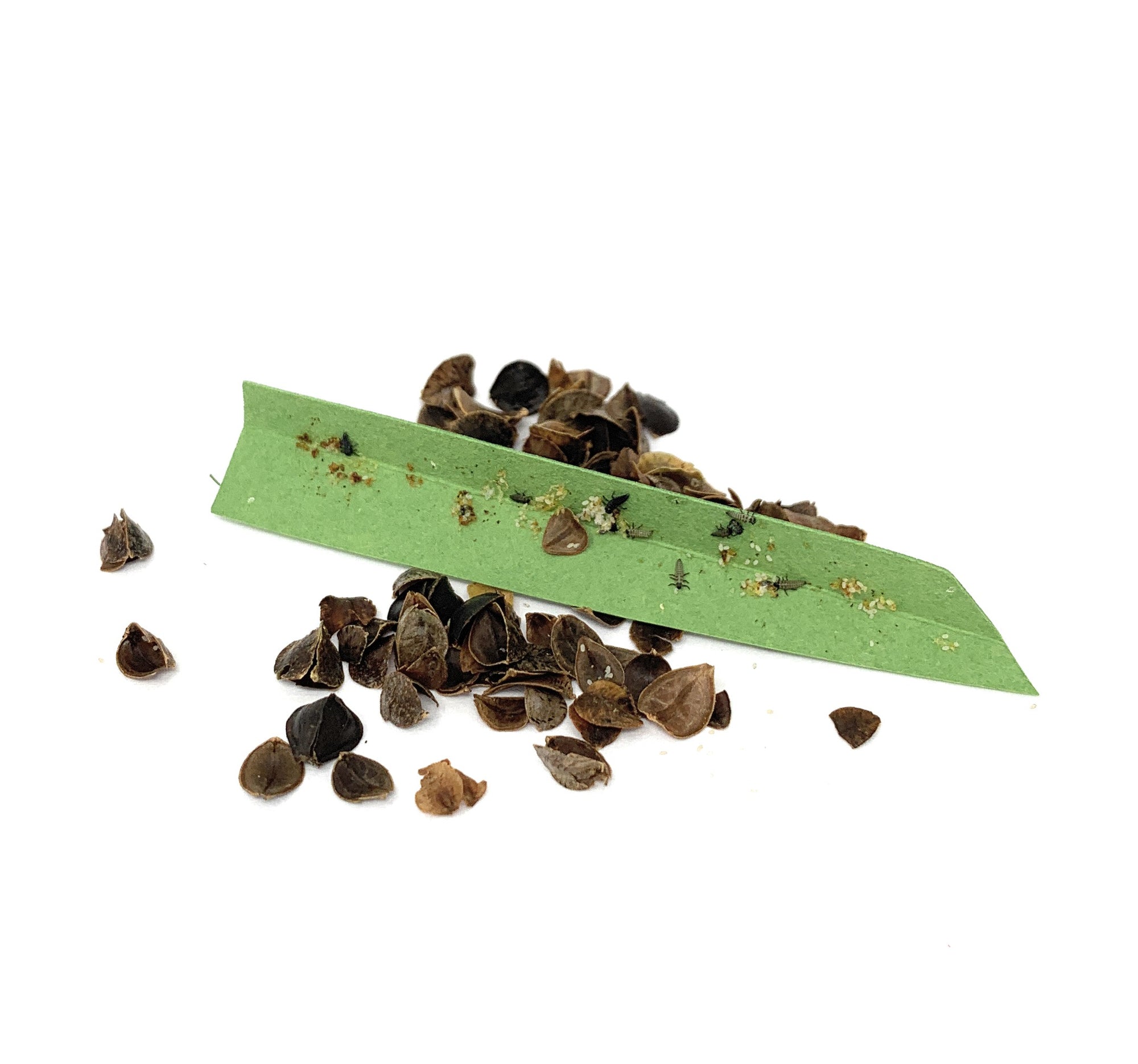 Ladybird larvae - Adalia bipunctata