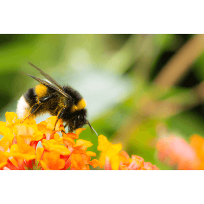 Gift Voucher For A Live Bumblebee Colony - Delivery Dates Available For Spring & Summer 2024