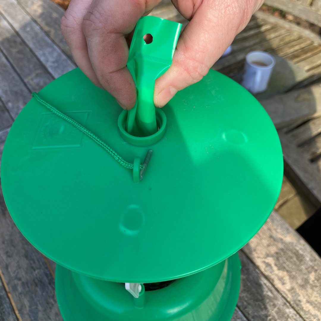 Raspberry Beetle Trap Including Attractant Lure