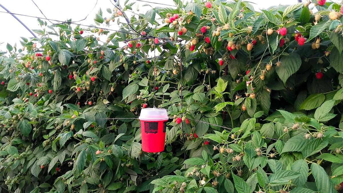 Drosophila Suzukii Fruit Fly Liquid Attractant Trap