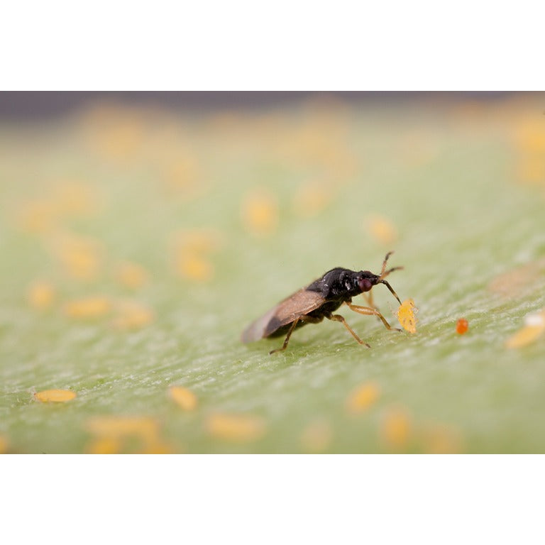 Thrip Adult Killer - Orius laevigatus