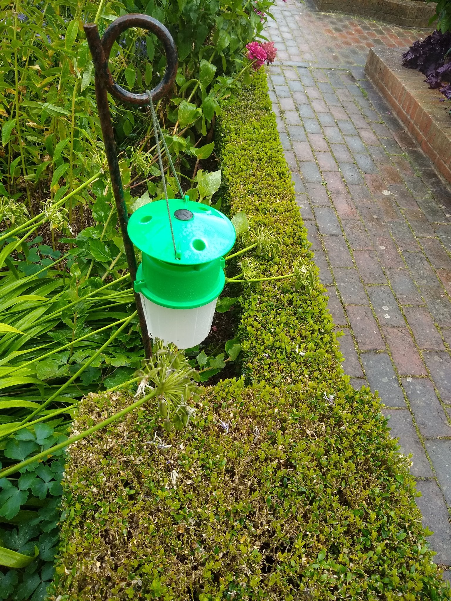 Box Tree Caterpillar Nematodes & Box Tree Moth Trap Bundle