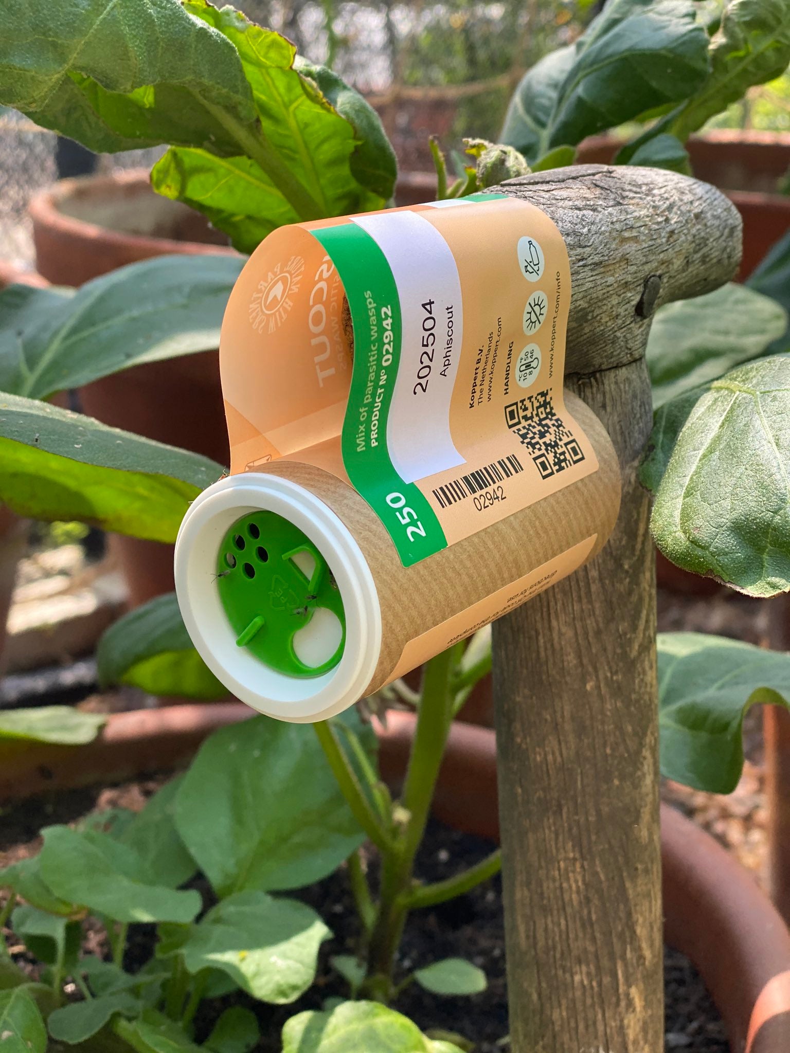 Aphiscout Aphid Killer - Parasitic Wasp Mix