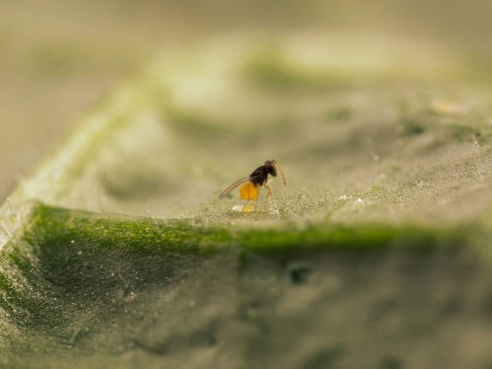 Whitefly Killer Cards - Encarsia formosa