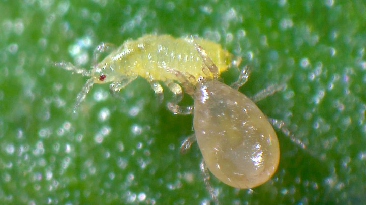 Amblyseius cucumeris - Loose Predators - Thrip Curative System