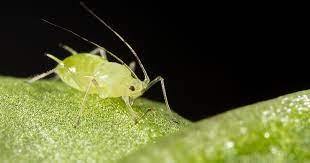 Aphid Parasitic Wasp - Aphidius ervi - Dragonfli