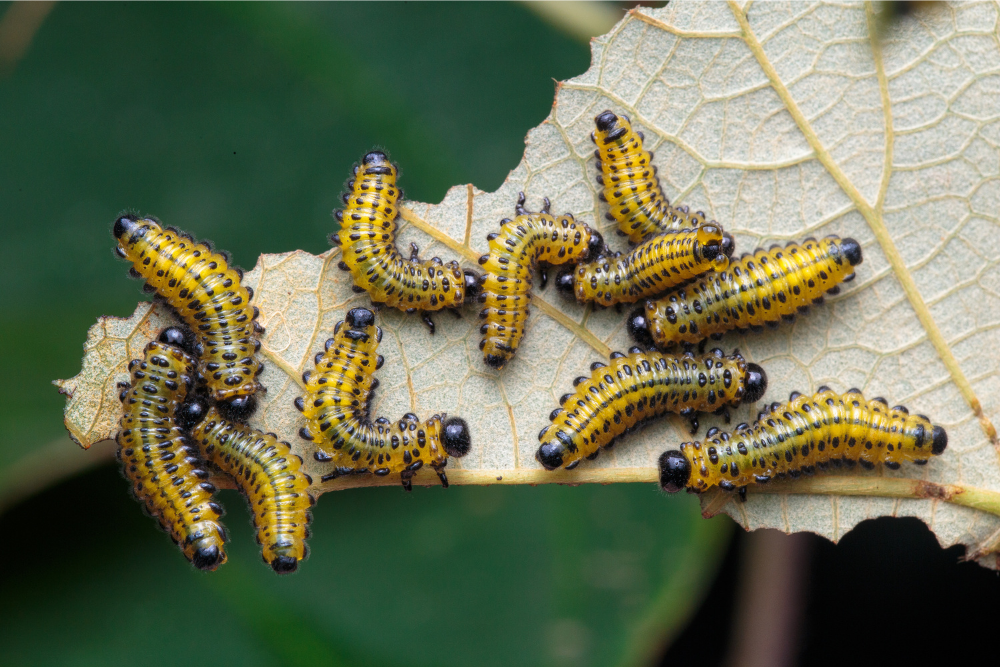 Gooseberry Sawfly Killer Nematodes
