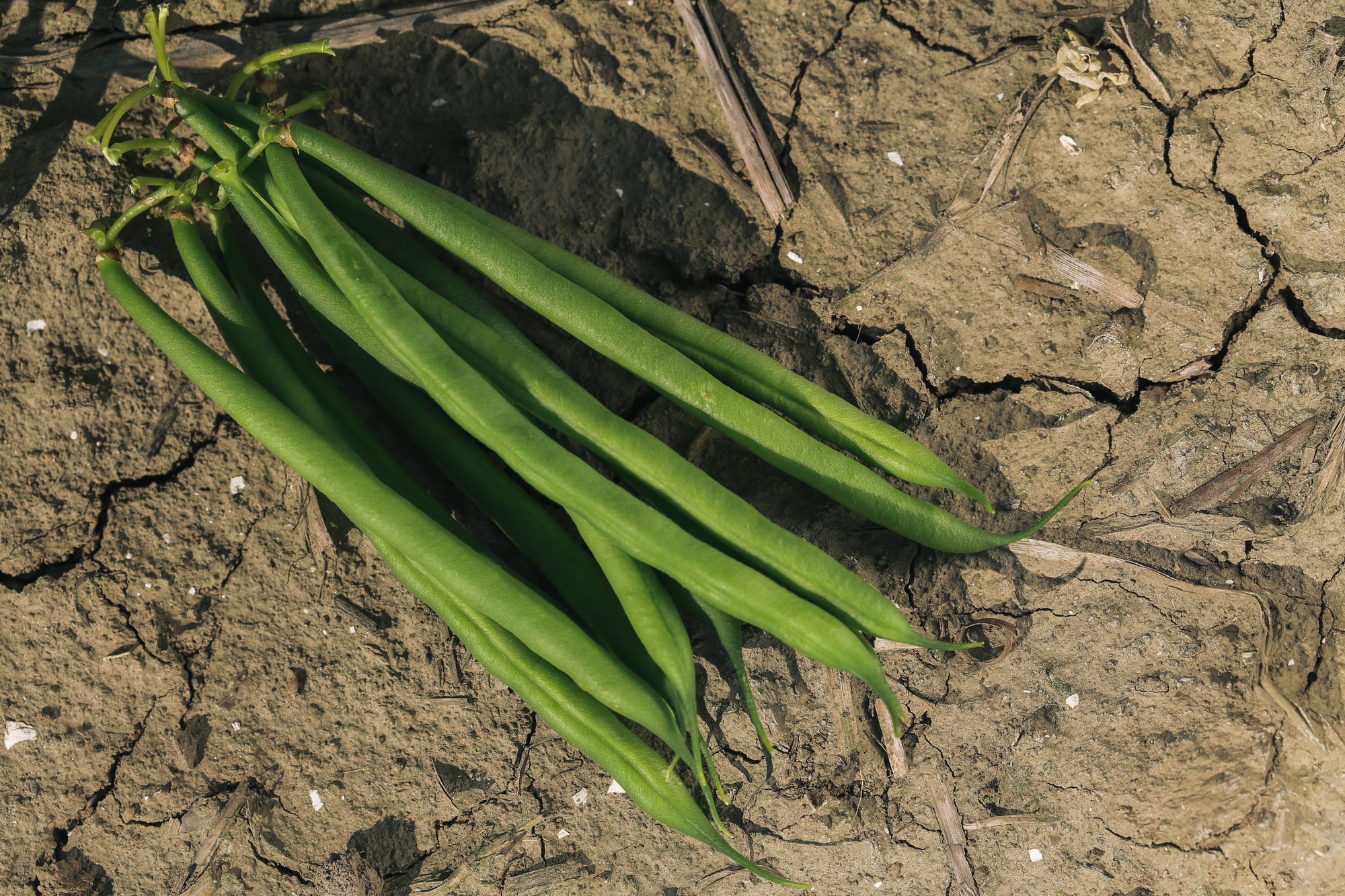 Pea & Bean Weevil Trap - Includes Pheromone Lure