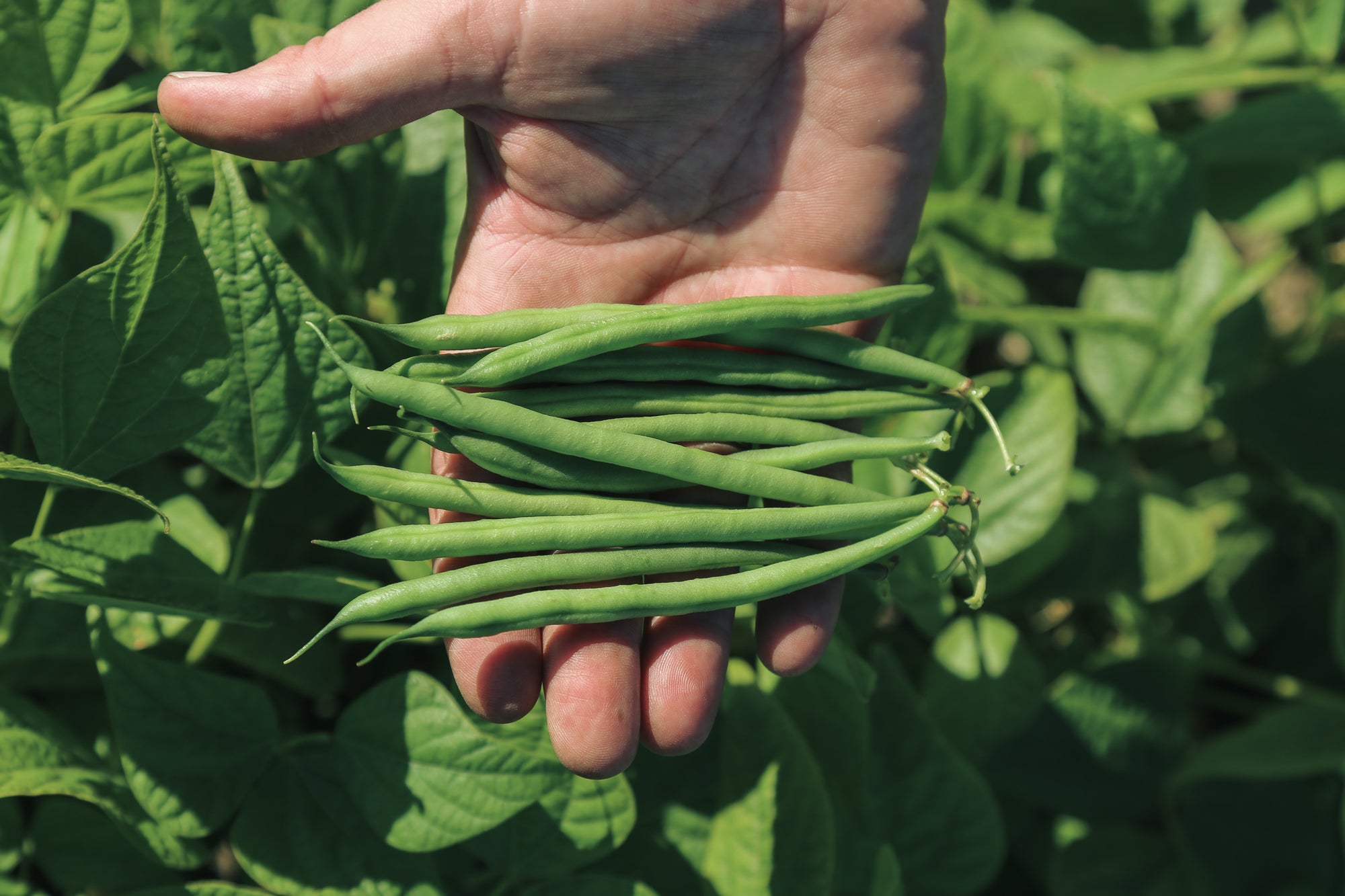 Pea & Bean Weevil Lure