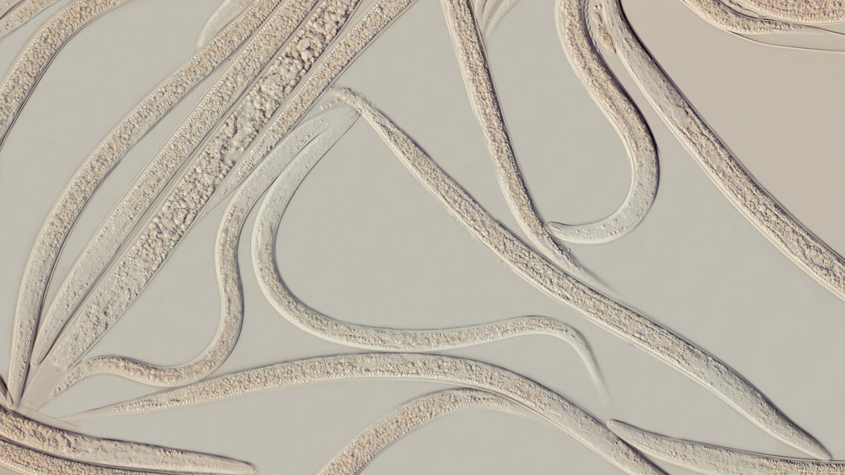 Nemaflo Nematode Soil Penetrant & Carrier