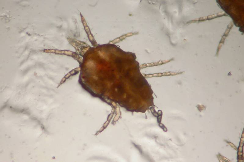 Taurrus Snake & Reptile Mite Predators