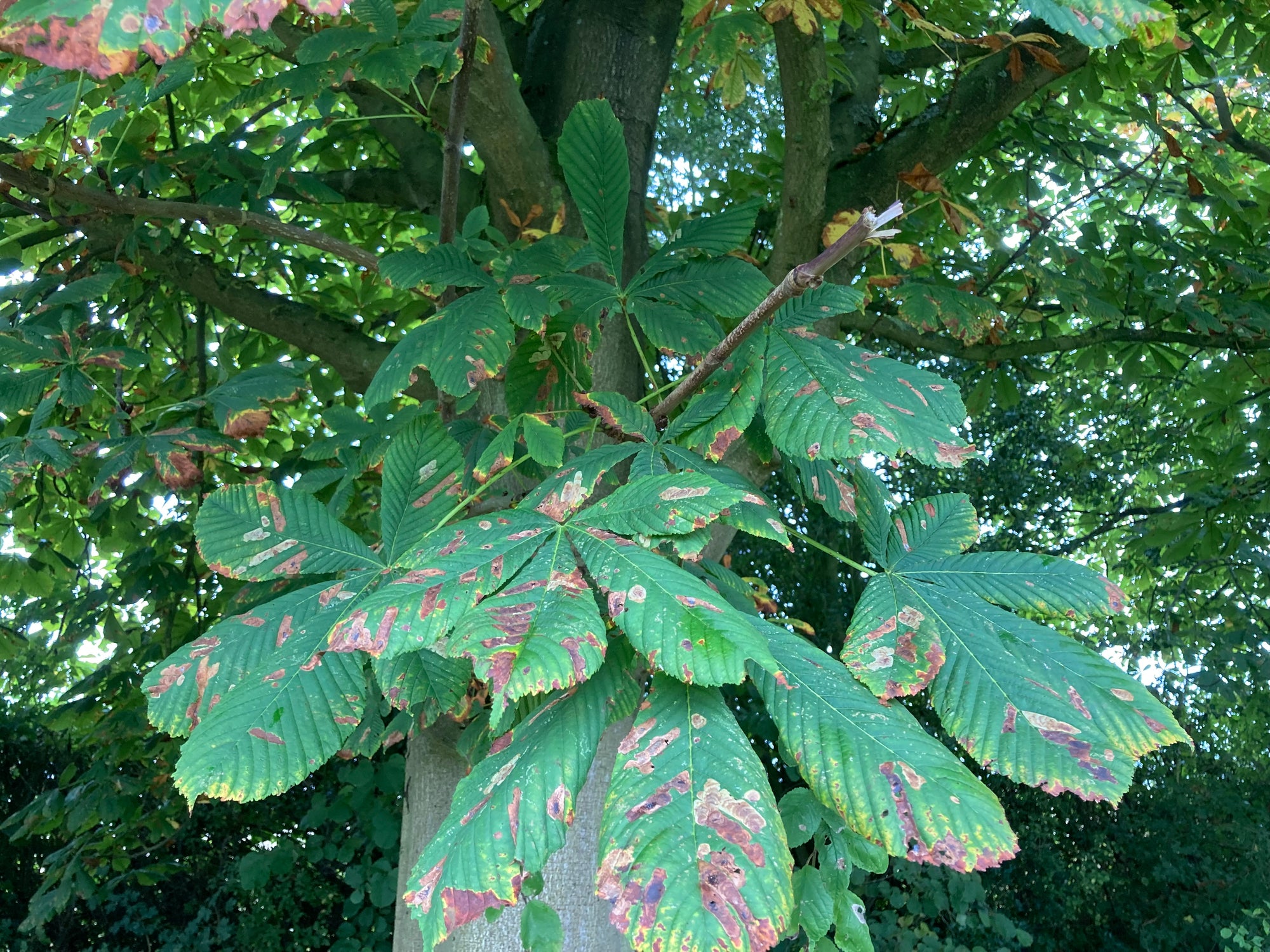 Horse Chestnut Leaf Miner Pheromone Trap