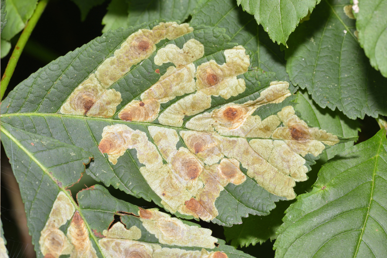 Small Horse Chestnut Leaf Miner Pheromone Trap