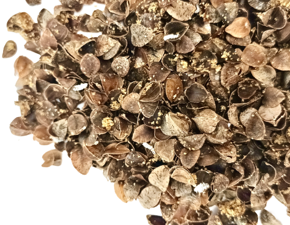 Mealybug Predator Larvae - Cryptolaemus montrouzieri