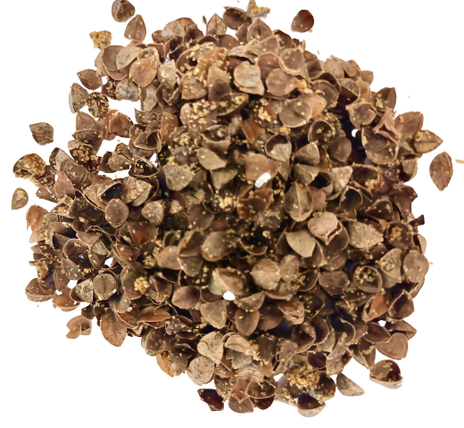 Mealybug Predator Larvae - Cryptolaemus montrouzieri