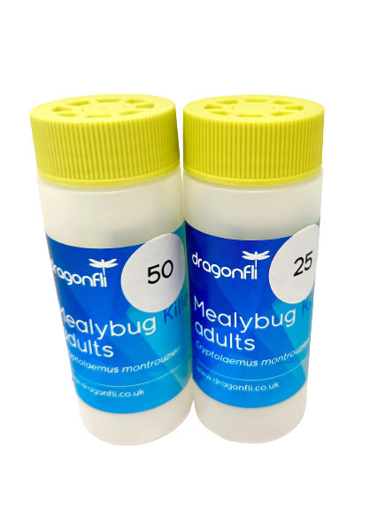 Mealybug Predator Adults - Cryptolaemus montrouzieri