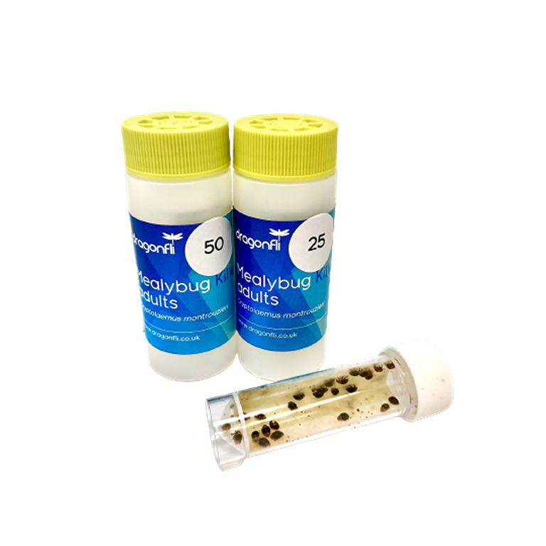 Mealybug insecticide best sale