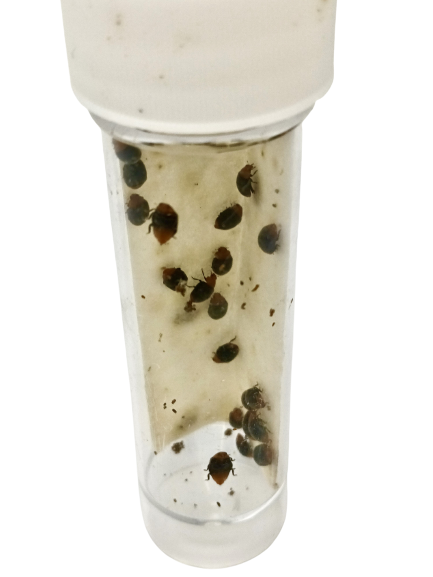 Mealybug Predator Adults - Cryptolaemus montrouzieri