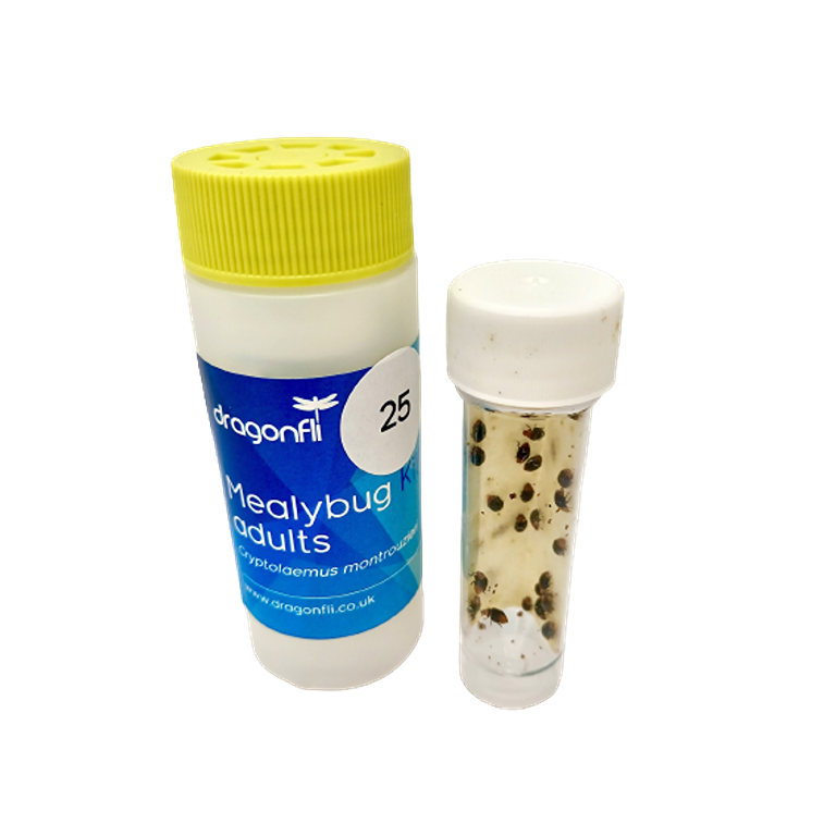 Mealybug Predator Adults - Cryptolaemus montrouzieri