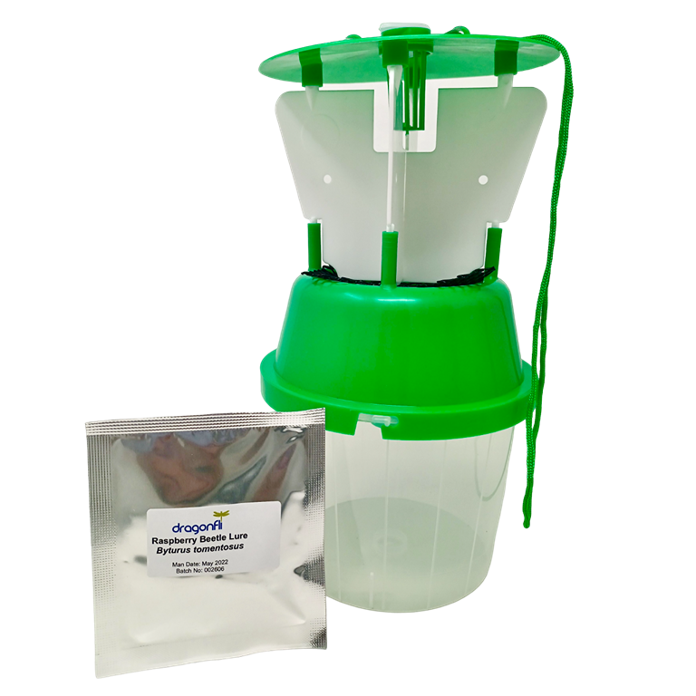 Raspberry Beetle Trap Including Attractant Lure