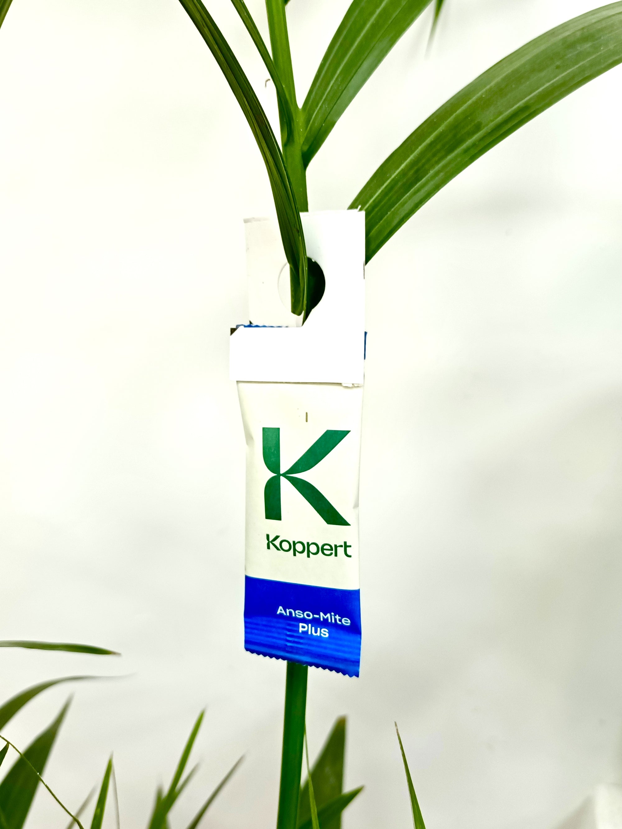 Amblyseius andersoni Sachets (As Seen On TV!) - Cold Tolerant Predatory Mites - Use Against Thrips, Spider Mites, Fuchsia Gall Mites, Whitefly Eggs & More