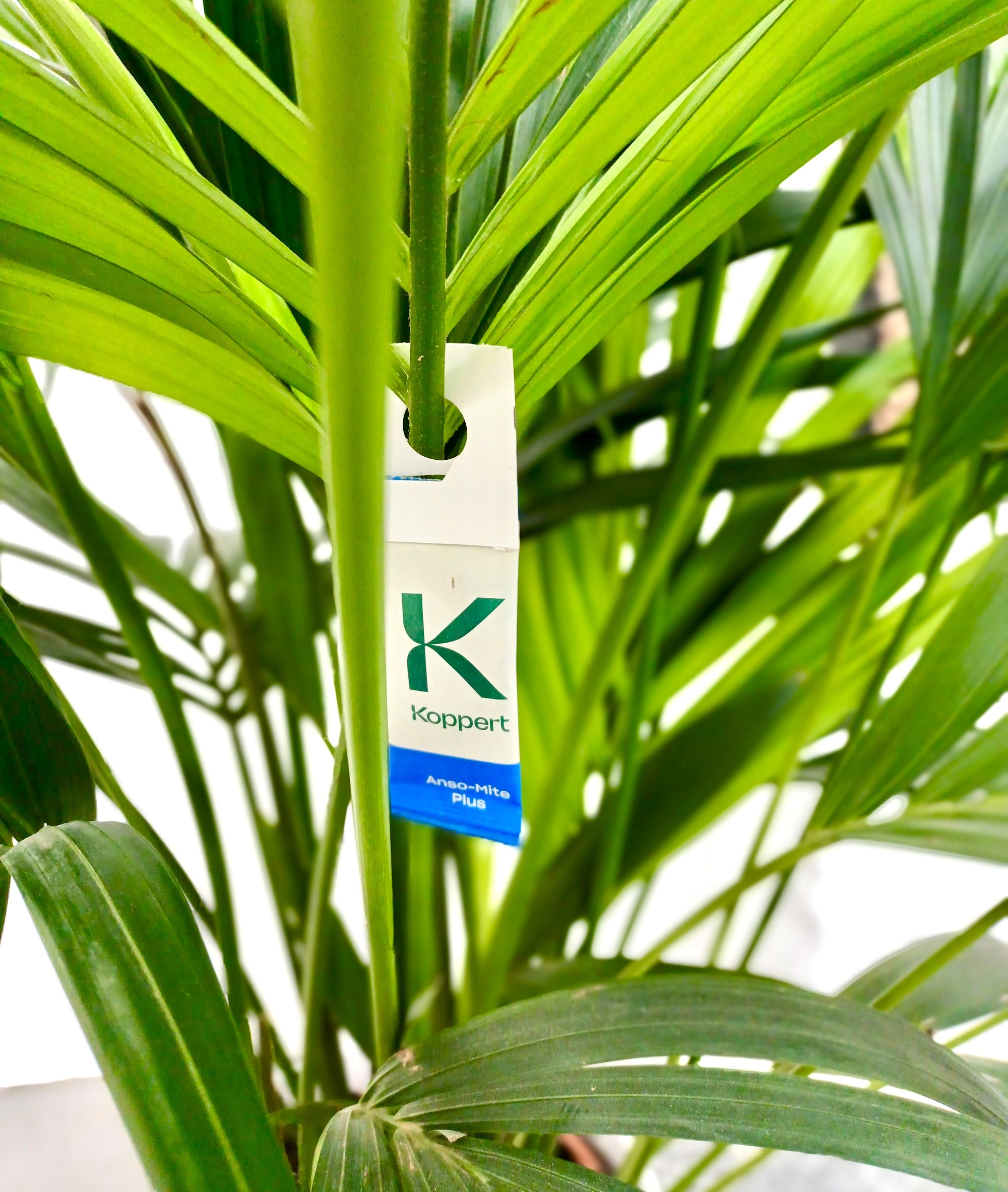 Amblyseius andersoni Sachets (As Seen On TV!) - Cold Tolerant Predatory Mites - Use Against Thrips, Spider Mites, Fuchsia Gall Mites, Whitefly Eggs & More