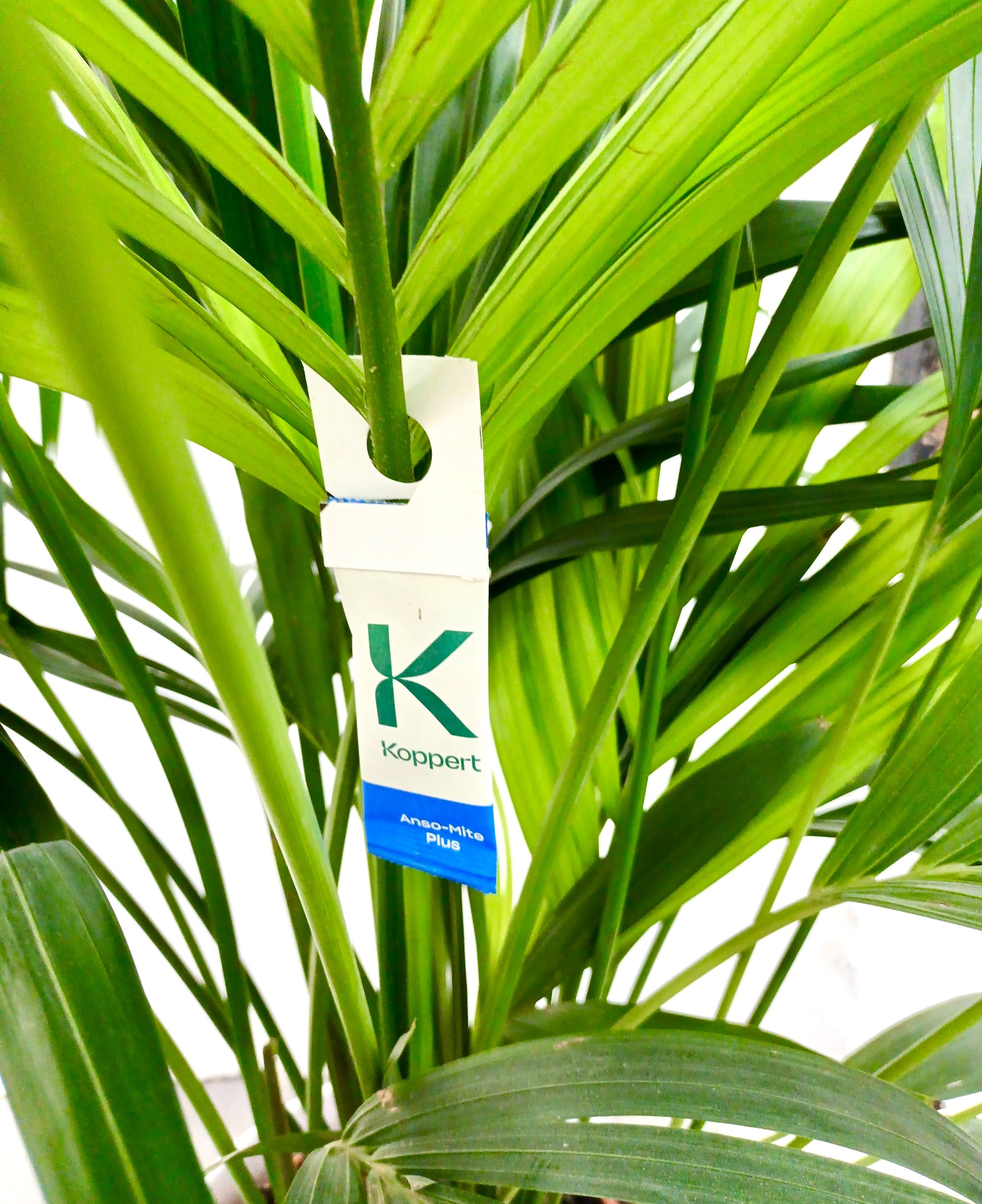 Amblyseius andersoni Sachets (As Seen On TV!) - Cold Tolerant Predatory Mites - Use Against Thrips, Spider Mites, Fuchsia Gall Mites, Whitefly Eggs & More