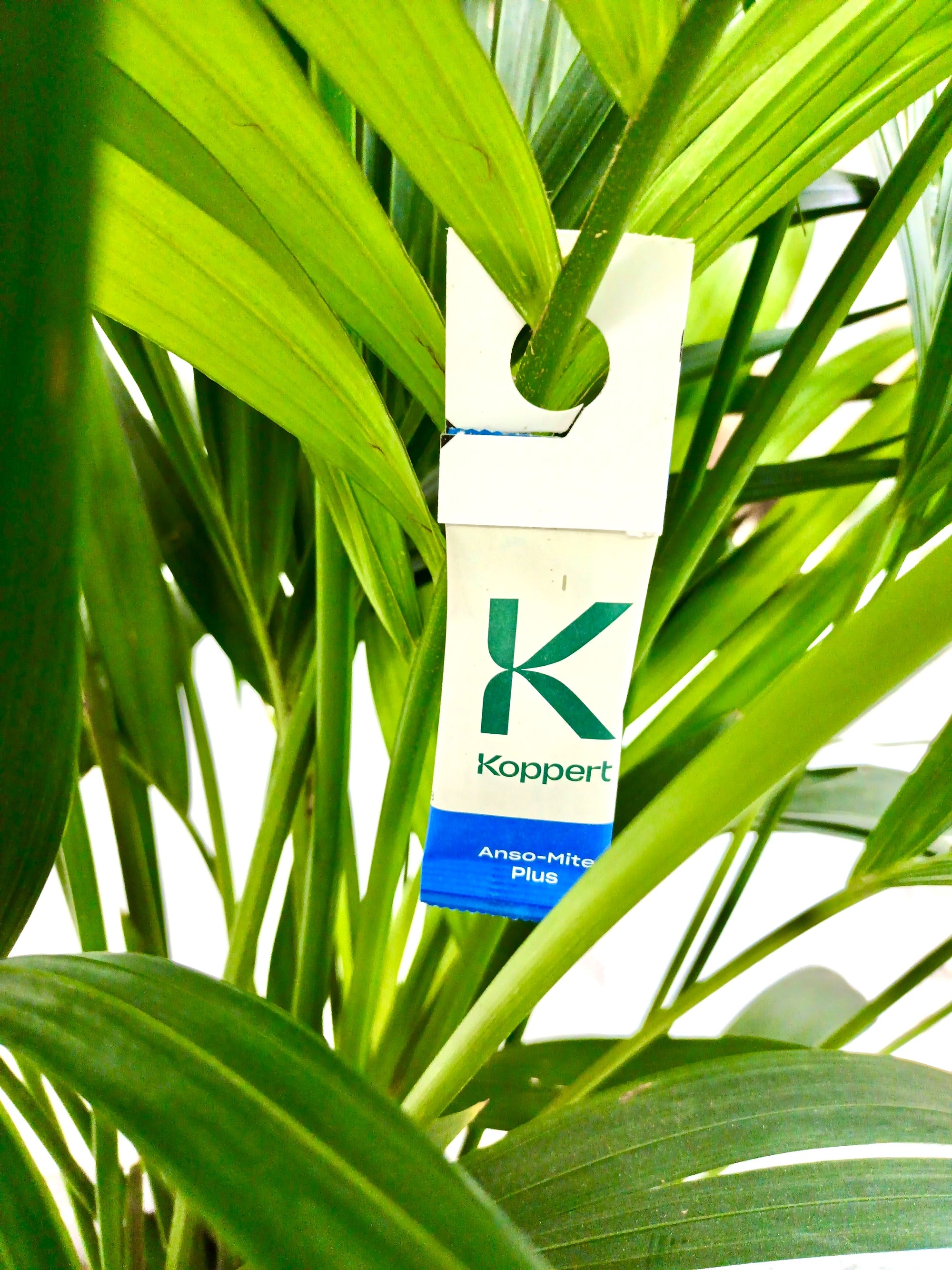 Amblyseius andersoni Sachets (As Seen On TV!) - Cold Tolerant Predatory Mites - Use Against Thrips, Spider Mites, Fuchsia Gall Mites, Whitefly Eggs & More