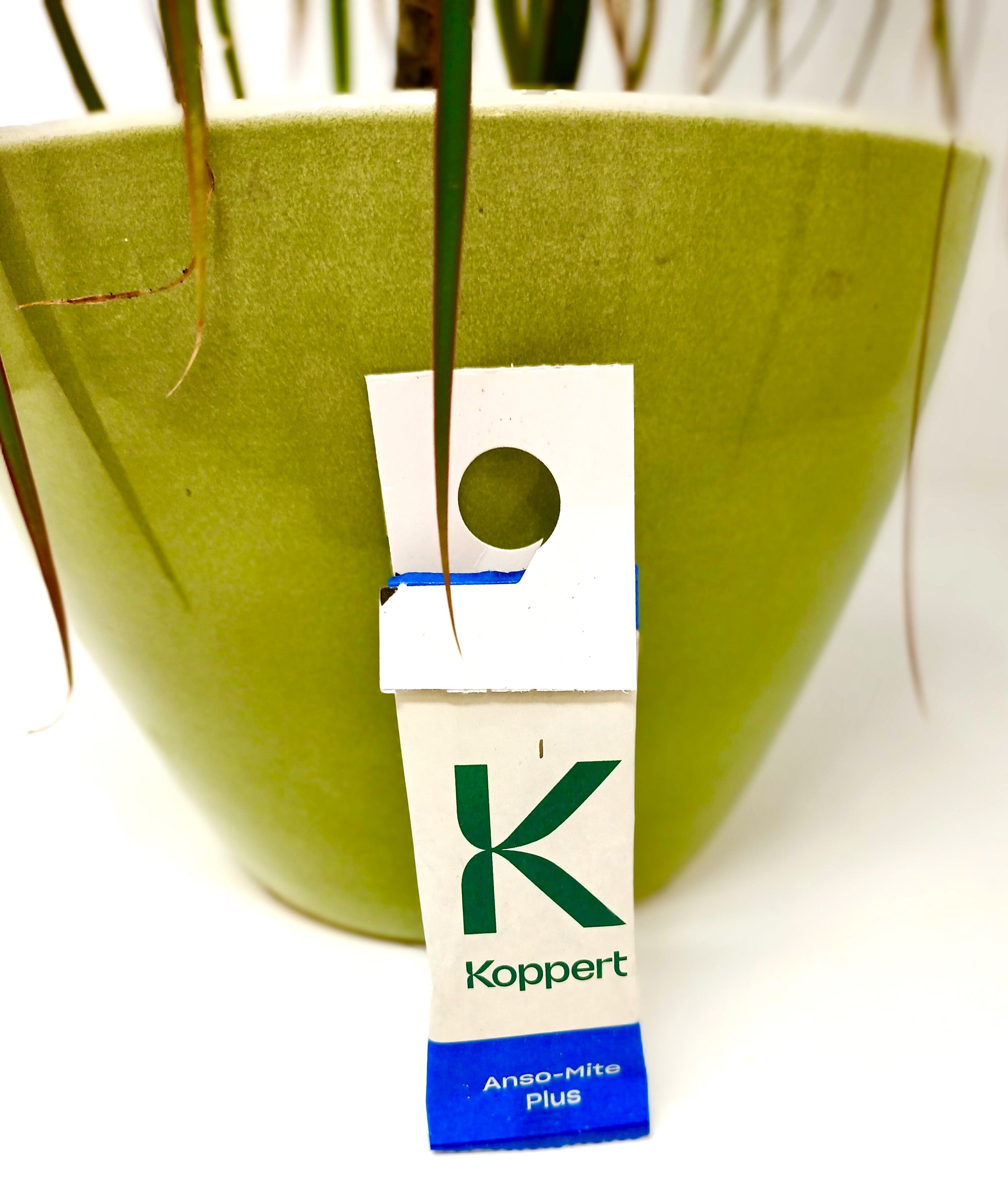 Amblyseius andersoni Sachets (As Seen On TV!) - Cold Tolerant Predatory Mites - Use Against Thrips, Spider Mites, Fuchsia Gall Mites, Whitefly Eggs & More