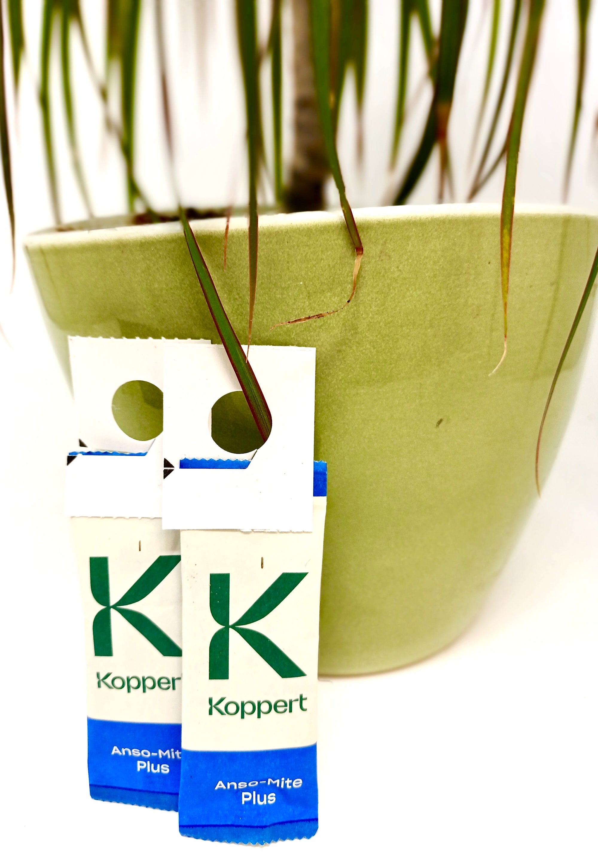 Amblyseius andersoni Sachets (As Seen On TV!) - Cold Tolerant Predatory Mites - Use Against Thrips, Spider Mites, Fuchsia Gall Mites, Whitefly Eggs & More