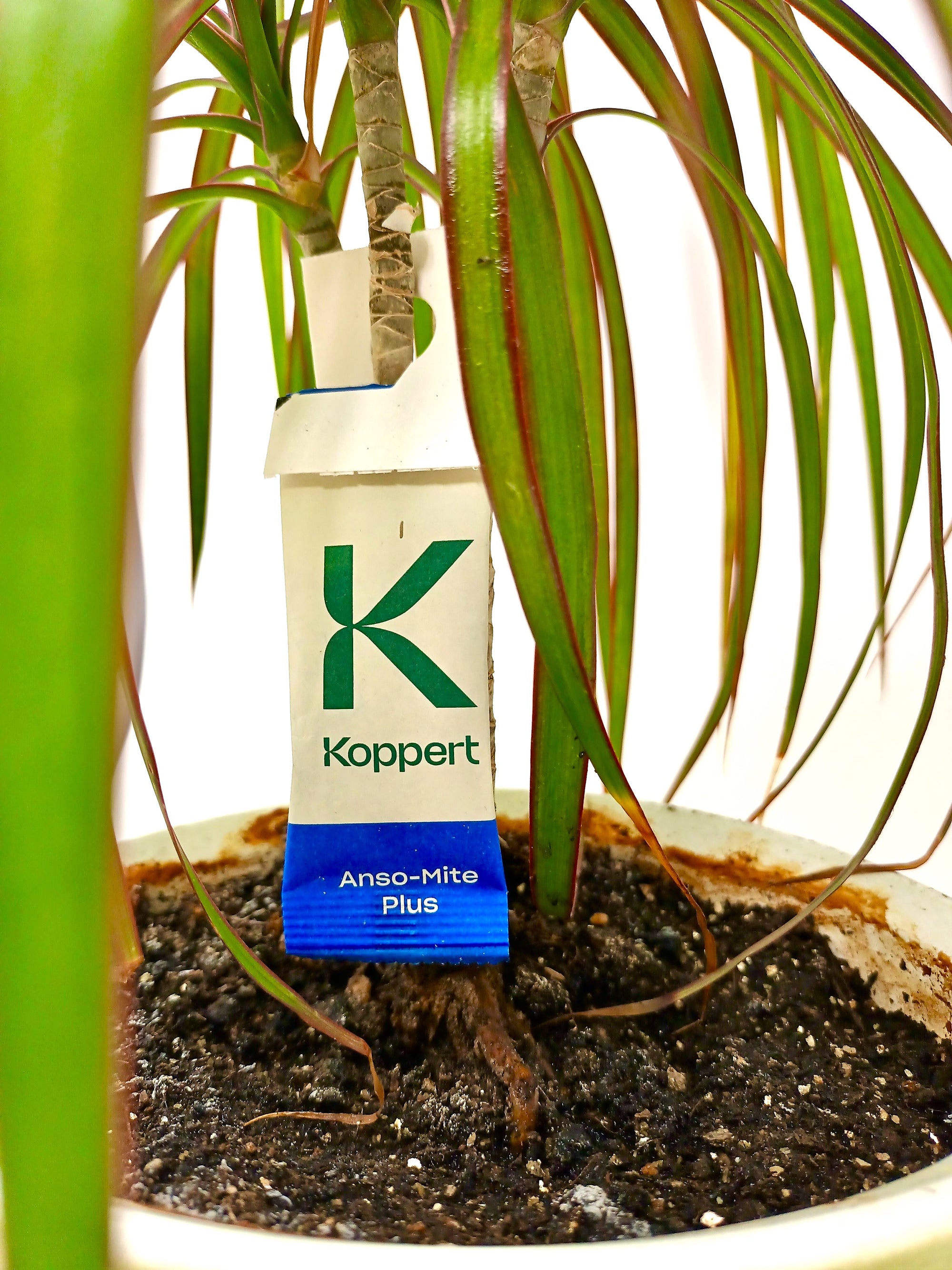 Amblyseius andersoni Sachets (As Seen On TV!) - Cold Tolerant Predatory Mites - Use Against Thrips, Spider Mites, Fuchsia Gall Mites, Whitefly Eggs & More