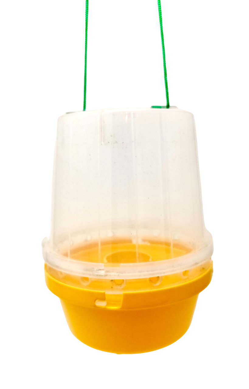Wasp Trap With Attractant