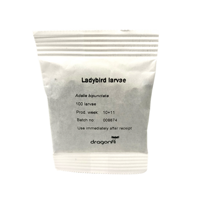 Ladybird larvae - Adalia bipunctata
