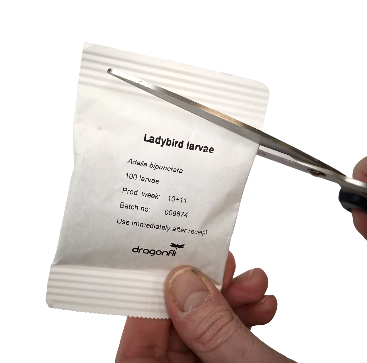 Ladybird larvae - Adalia bipunctata