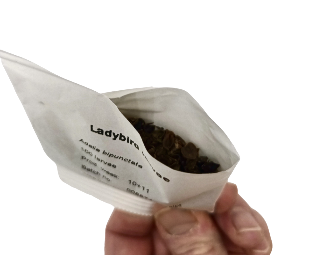 Ladybird Family Bundle: 25 Ladybird Adults (Supplied As Pupae) & 100 Ladybird Larvae