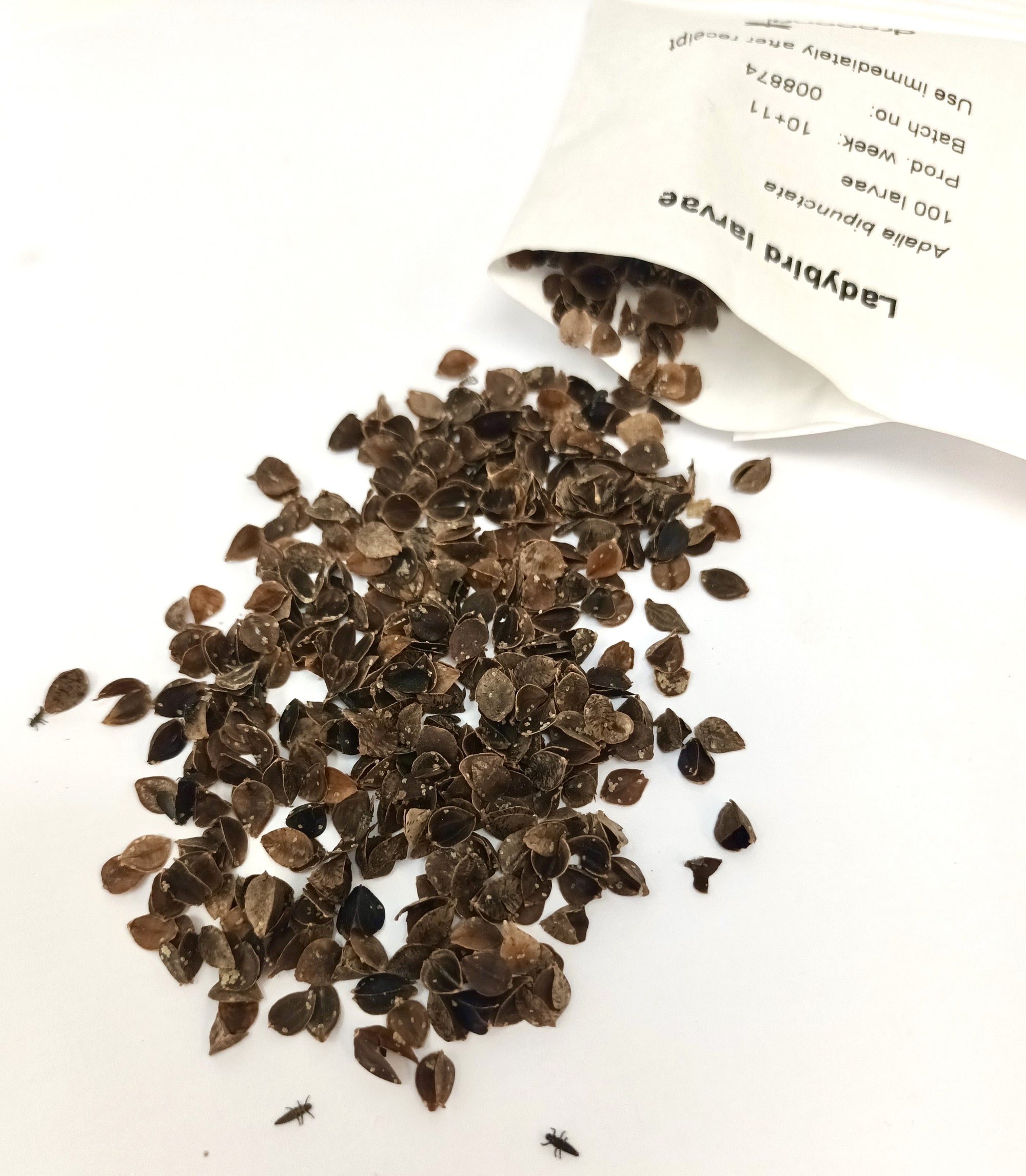 Ladybird larvae - Adalia bipunctata