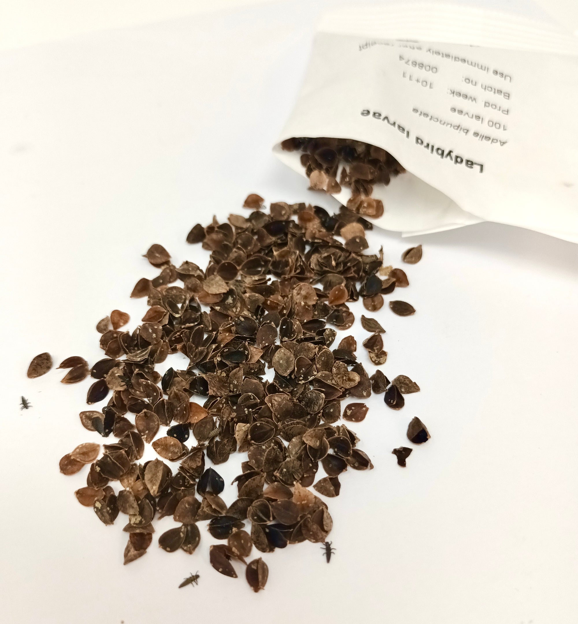 Ladybird larvae - Adalia bipunctata