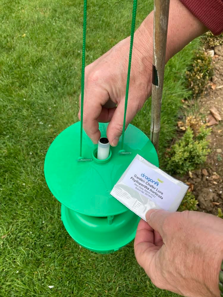 Garden Chafer Beetle Trap Including Attractant Lure