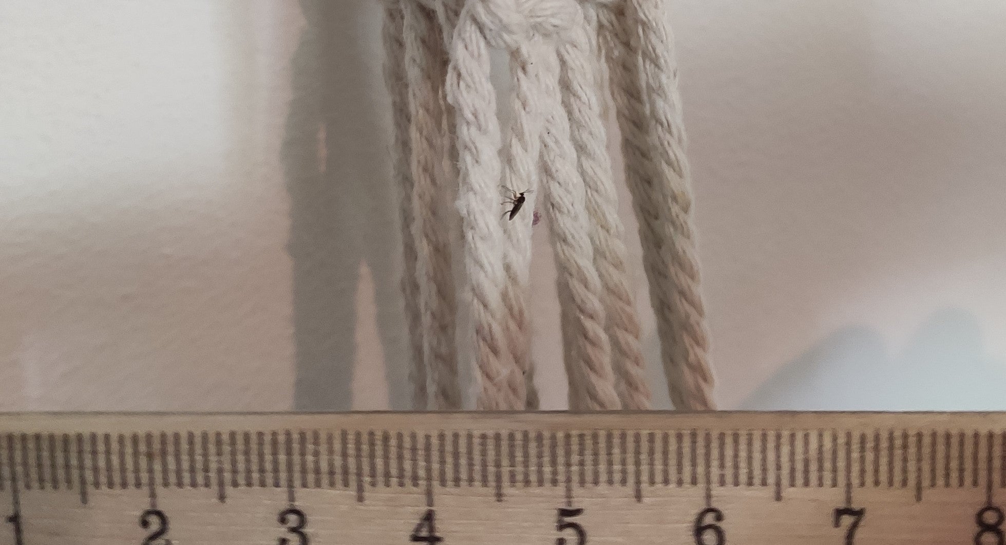 Fungus Fly Killer Nematodes - Dragonfli