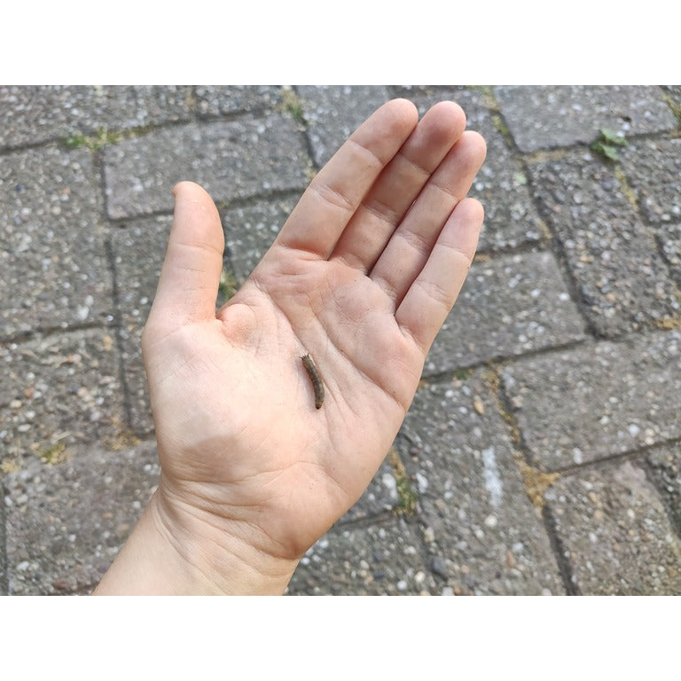 Leatherjacket Killer Nematodes