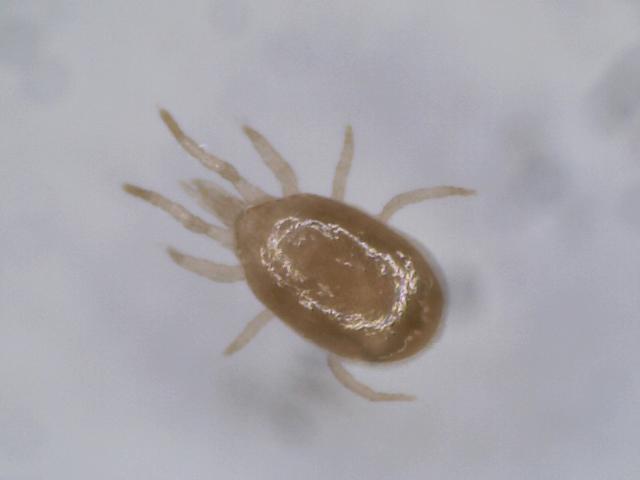 Androlis Chicken Mite Predators