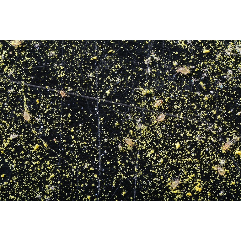 Amblyseius swirskii - Premium Loose Predators - Thrip Curative System