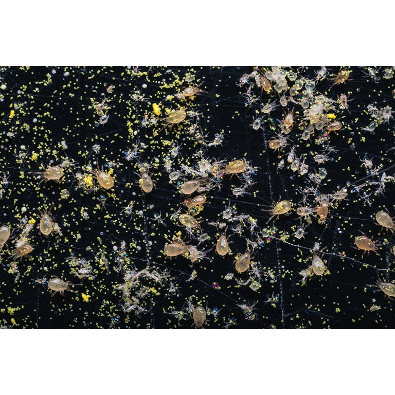 Amblyseius swirskii - Premium Loose Predators - Thrip Curative System