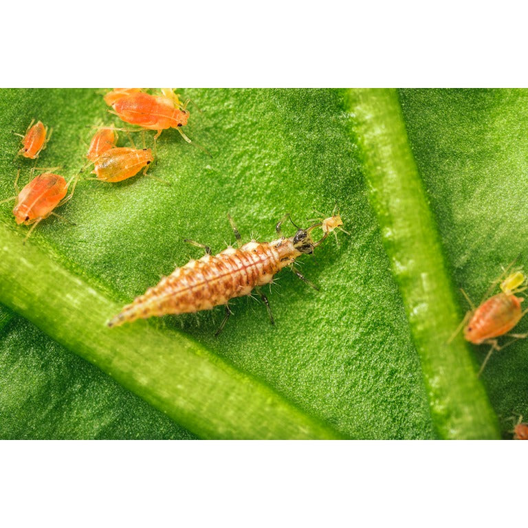 Lacewing larvae - Chrysoperla carnea