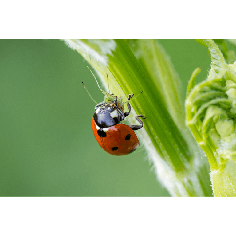Live Ladybird Gift Card