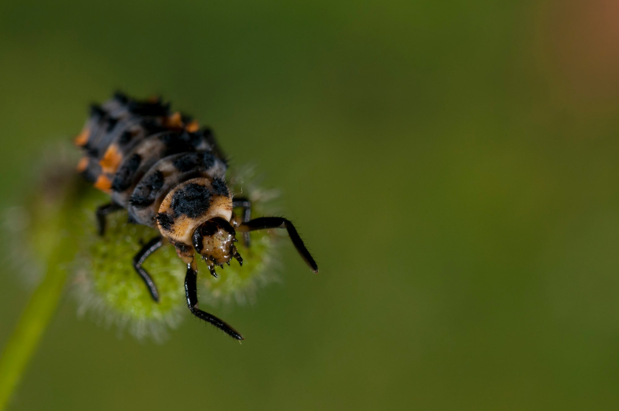 Ladybird larvae - Adalia bipunctata
